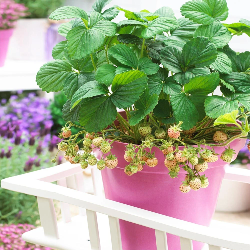 Pineberry 4 Pineberry - Image 2