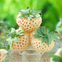 Pineberry 11 Pineberry -Fast-Growing-Trees Shop Wonderful Pineberry 8