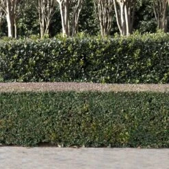 Dwarf Yaupon Holly -Fast-Growing-Trees Shop Yaupon 1