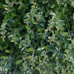 Dwarf Yaupon Holly -Fast-Growing-Trees Shop Yaupon 4 FGT