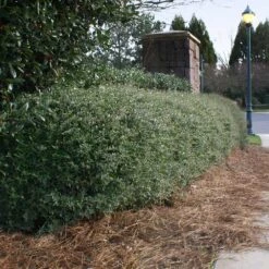 Dwarf Yaupon Holly -Fast-Growing-Trees Shop Yaupon 5 FGT