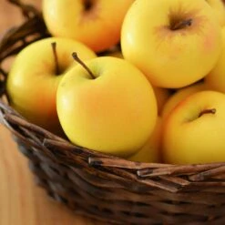 Golden Delicious Apple Tree -Fast-Growing-Trees Shop Yellow Delicious Apples 4 FGT