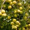 Golden Delicious Apple Tree -Fast-Growing-Trees Shop Yellow Delicious Apples 600x600 485fb1ff 342f 4f7f 8bfa 656de79e199b