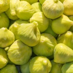 Yellow Fig Tree 10 Yellow Fig Tree -Fast-Growing-Trees Shop Yellow Fig 1