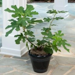 Yellow Fig Tree 9 Yellow Fig Tree -Fast-Growing-Trees Shop Yellow Fig 4