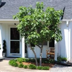 Yellow Fig Tree 11 Yellow Fig Tree -Fast-Growing-Trees Shop Yellow Fig 5