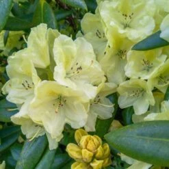 Yellow Rhododendron -Fast-Growing-Trees Shop Yellow Rhododendron 2 FGT