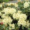 Yellow Rhododendron 1 Yellow Rhododendron -Fast-Growing-Trees Shop Yellow Rhododendron FGT 600x600 da90324d 690b 4a8b 80bc 906a033d948e