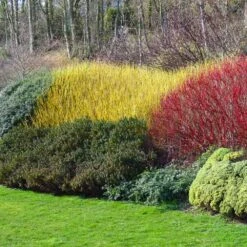 Yellow Twig Dogwood Shrub -Fast-Growing-Trees Shop Yellow Twig Dogwood 1