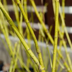 Yellow Twig Dogwood Shrub -Fast-Growing-Trees Shop Yellow Twig Dogwood 4 FGT