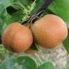 Yoinashi Asian Pear Tree -Fast-Growing-Trees Shop Yoinashi Asian Pear 350
