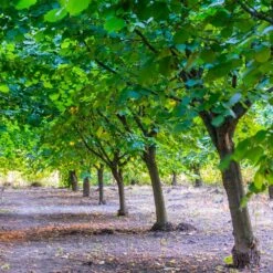 York Filbert Hazelnut 11 York Filbert Hazelnut -Fast-Growing-Trees Shop York Hazelnut 4