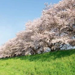 Yoshino Cherry Tree -Fast-Growing-Trees Shop Yoshino Cherry 7 FGT