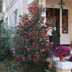 Yuletide Camellia -Fast-Growing-Trees Shop Yuletide Camellia 4 BB