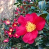Yuletide Camellia -Fast-Growing-Trees Shop Yuletide Camellia FGT 600x600 d8764a37 d843 46db 86b7 92ef75364cf1