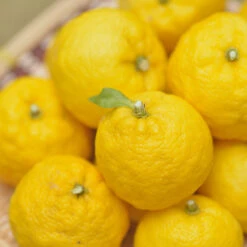 Yuzu Tree -Fast-Growing-Trees Shop Yuzu Citrus 1 FGT