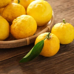 Yuzu Tree -Fast-Growing-Trees Shop Yuzu Citrus 3 FGT