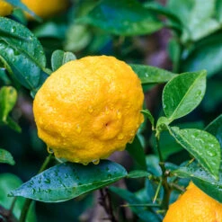 Yuzu Tree -Fast-Growing-Trees Shop Yuzu Citrus 6