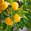 Yuzu Tree -Fast-Growing-Trees Shop Yuzu Citrus FGT 600x600 f4fe55aa 8325 4d58 8b4b 8490fdfe6633