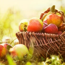 Zestar Apple Tree -Fast-Growing-Trees Shop Zestar Apple 2