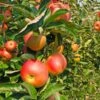 Zestar Apple Tree -Fast-Growing-Trees Shop Zestar Apple FGT 600x600 33124e32 4de1 4553 9173 3ff4b1b2002f