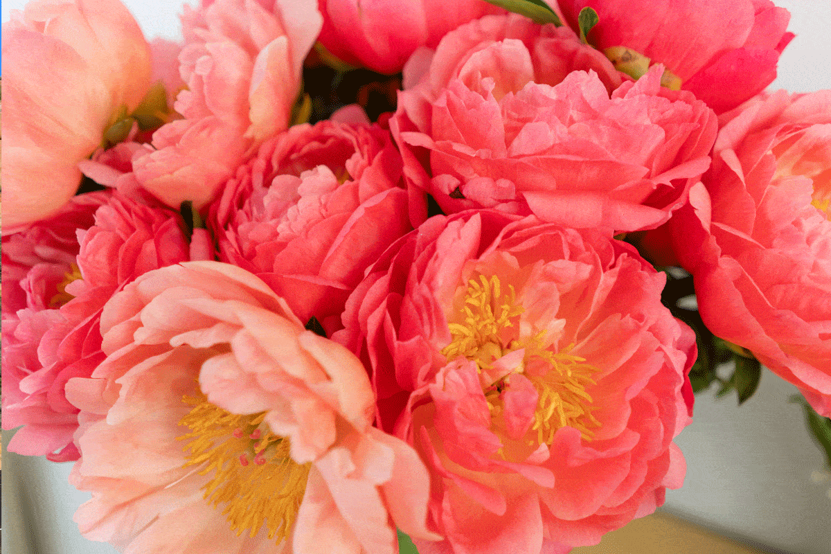 Front Page -Fast-Growing-Trees Shop aCoral Charm Peony