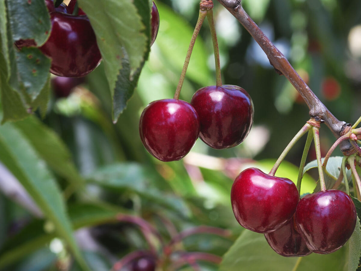 Front Page 1 Front Page -Fast-Growing-Trees Shop aKirsche