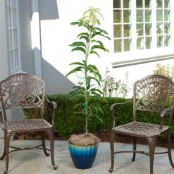 Condo Mango Tree -Fast-Growing-Trees Shop condo mango 1