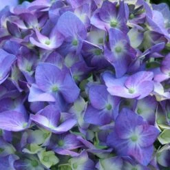 Let's Dance® Blue Jangles Hydrangea Shrub -Fast-Growing-Trees Shop hydrangea lets dance blue jangles 3