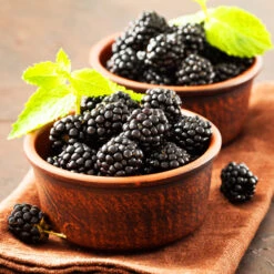 Kiowa Blackberry Bush -Fast-Growing-Trees Shop kiowa blackberry 3