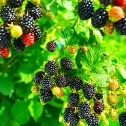Kiowa Blackberry Bush -Fast-Growing-Trees Shop kiowa blackberry 4