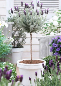 Lavender Standard Topiary Tree 12 Lavender Standard Topiary Tree -Fast-Growing-Trees Shop lavender topiary 600
