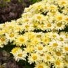 Amazing Daisies® ‘Banana Cream II’ Shasta Daisy -Fast-Growing-Trees Shop leucanthemum amazing daisies banana cream 600x600 531c4232 61e9 4bcb 9c95 8a26da3c59e2