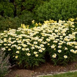 Amazing Daisies® ‘Banana Cream II’ Shasta Daisy -Fast-Growing-Trees Shop leucanthemum amazing daisies banana cream ii 3