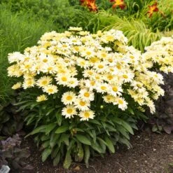 Amazing Daisies® ‘Banana Cream II’ Shasta Daisy -Fast-Growing-Trees Shop leucanthemum amazing daisies banana cream ii gal