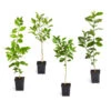 Citrus Tree Variety Kit 1 Citrus Tree Variety Kit -Fast-Growing-Trees Shop pkg 1 Mey Persian Lime Calomon Navel 1 2 1QT 600x600 508a9d8f 9614 4768 bd25 466123650312