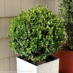 Sprinter® Boxwood Shrub -Fast-Growing-Trees Shop sprinter boxwood 2 FGT