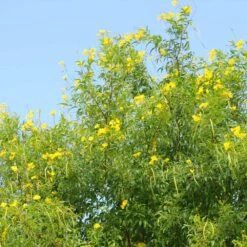 Sundance Tecoma -Fast-Growing-Trees Shop tECOMA sTANS sUNDANCE 1