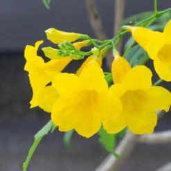 Sundance Tecoma -Fast-Growing-Trees Shop tECOMA sTANS sUNDANCE 3