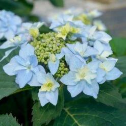 Tuff Stuff Ah-Ha® Hydrangea Shrub -Fast-Growing-Trees Shop tuff stuff ah ha hydrangea 3