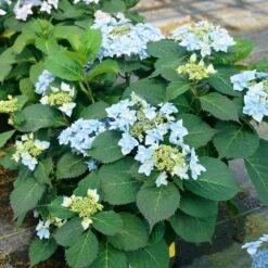 Tuff Stuff Ah-Ha® Hydrangea Shrub -Fast-Growing-Trees Shop tuff stuff ah ha hydrangea 4