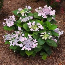 Tuff Stuff Ah-Ha® Hydrangea Shrub -Fast-Growing-Trees Shop tuff stuff ah ha hydrangea 7 FGT