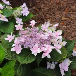 Tuff Stuff Ah-Ha® Hydrangea Shrub -Fast-Growing-Trees Shop tuff stuff ah ha hydrangea 8