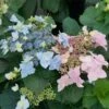 Tuff Stuff Ah-Ha® Hydrangea Shrub -Fast-Growing-Trees Shop tuff stuff ah ha hydrangea FGT 600x600 390b118f f30b 4b65 9713 c5642e03702f