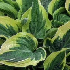 Wide Brim Hosta -Fast-Growing-Trees Shop wide brim hosta 1